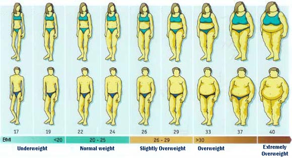 Height Weight Body Type Chart